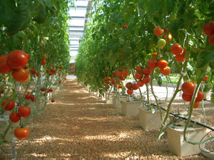 Secchio olandese per coltura idroponica profonda per uso alimentare in serra